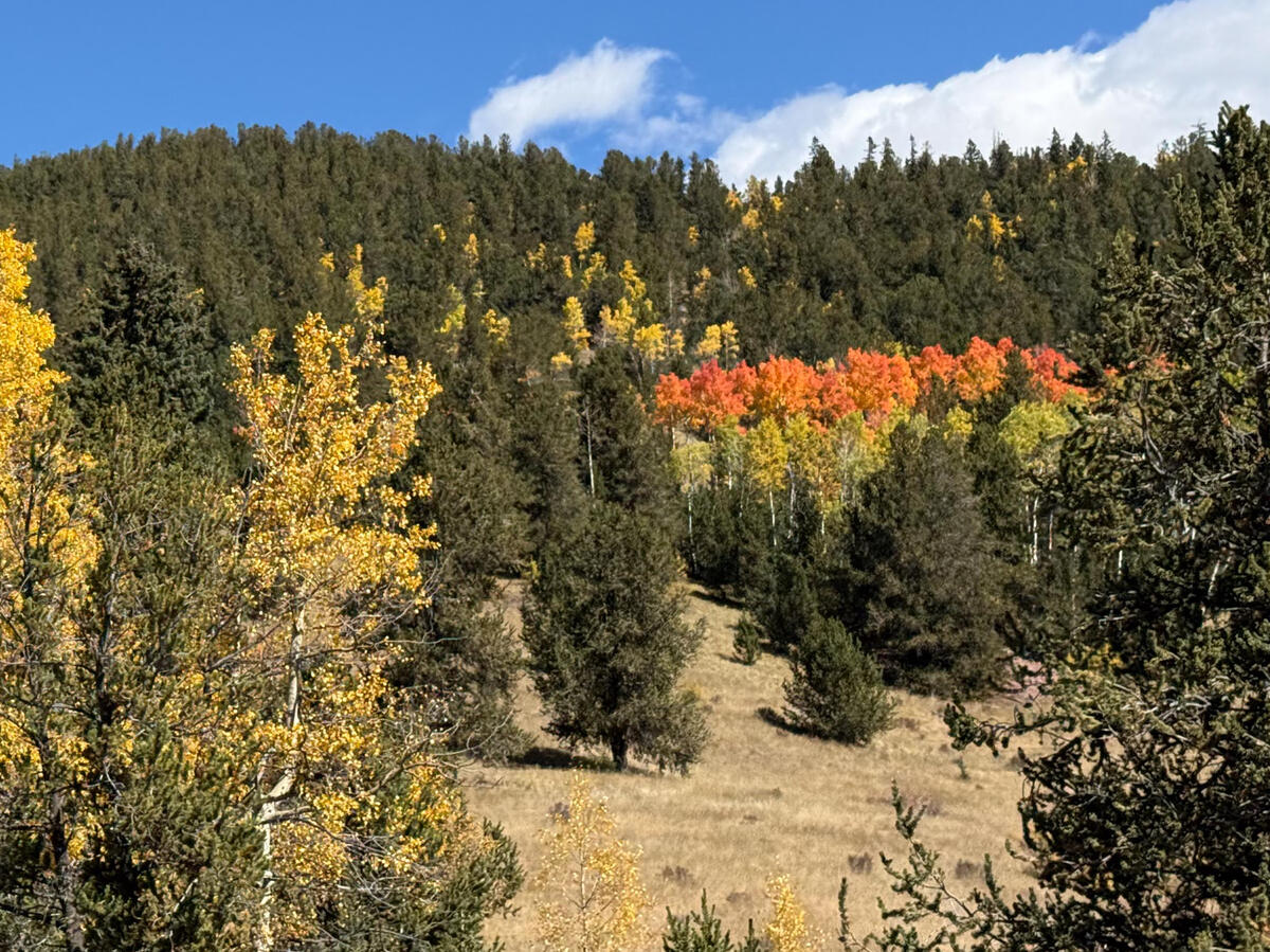 Fall Colors on Gold Camp Road